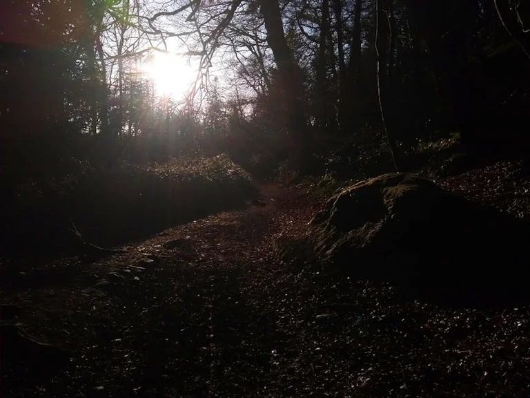 Im Wald den Weg suchen: Was der Traum bedeuten kann