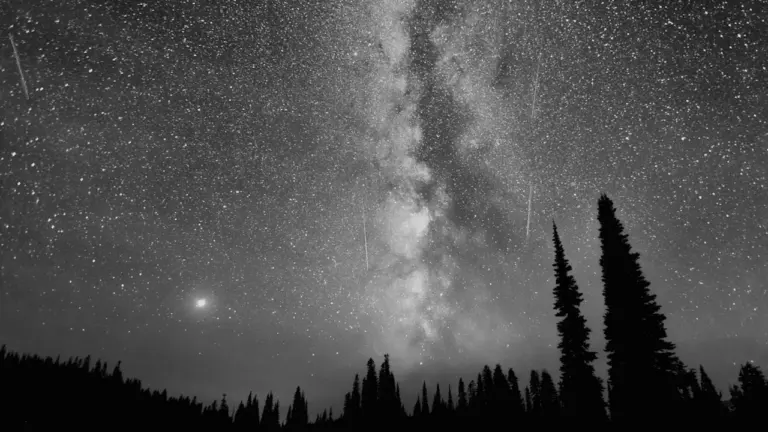 Silhouetten von Bäumen unter einem spektakulären Sternenhimmel mit sichtbarem Meteorstrom.