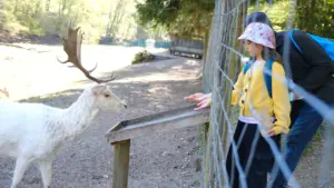 Ein Kind füttert ein weißes Damwild an einem Gehege in Deutschland.