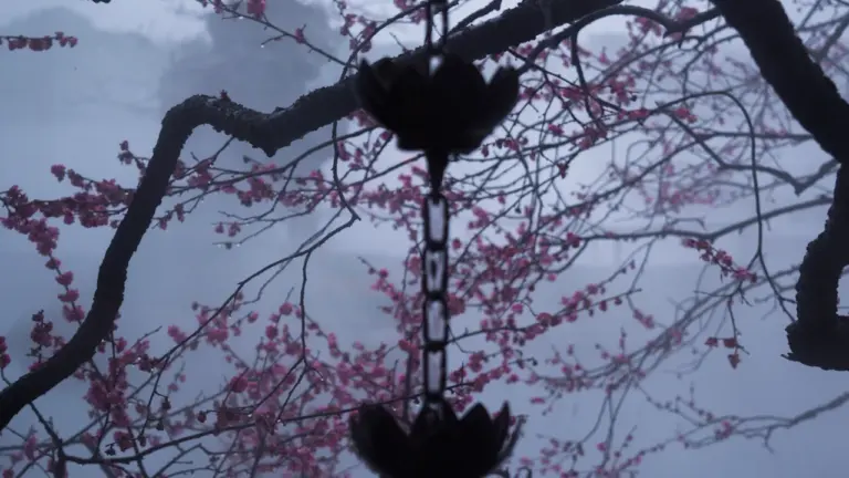 Eine dekorative Regenkette vor blühenden Kirschblüten in einer nebligen, ruhigen Atmosphäre.