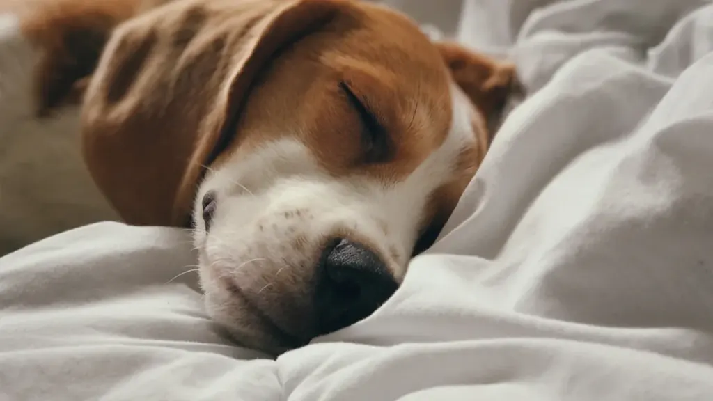 Ein friedlich schlafender Beagle auf einer bequemen, weißen textilen Unterlage in Innenräumen.