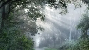 Im Traum durch den Wald gehen: Warum die Stimmung zählt